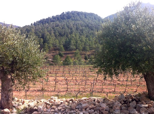 viñedos de Monsant 2