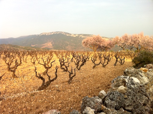 viñedos de Monsant